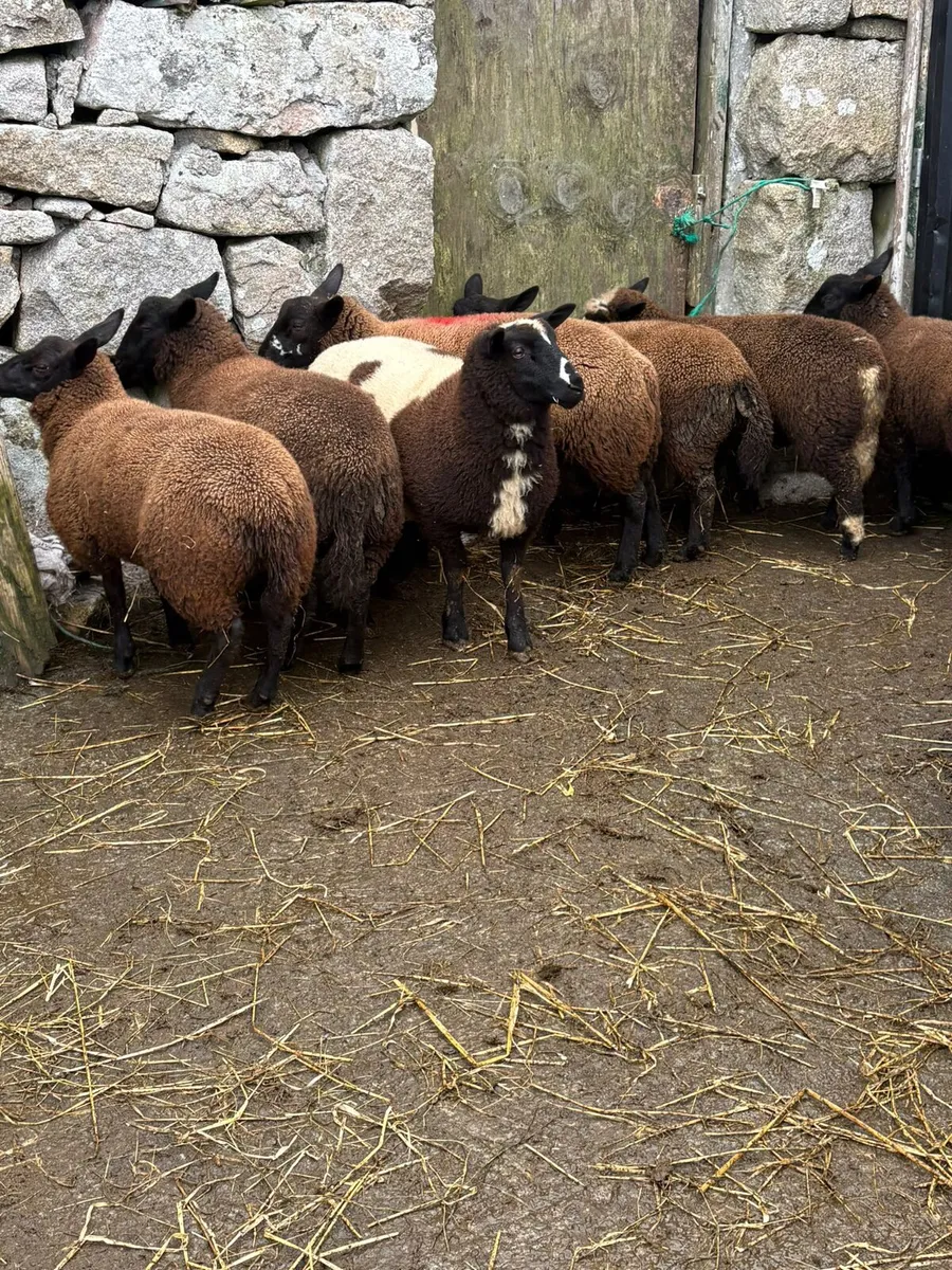 Dutch spotted lambs - Image 1