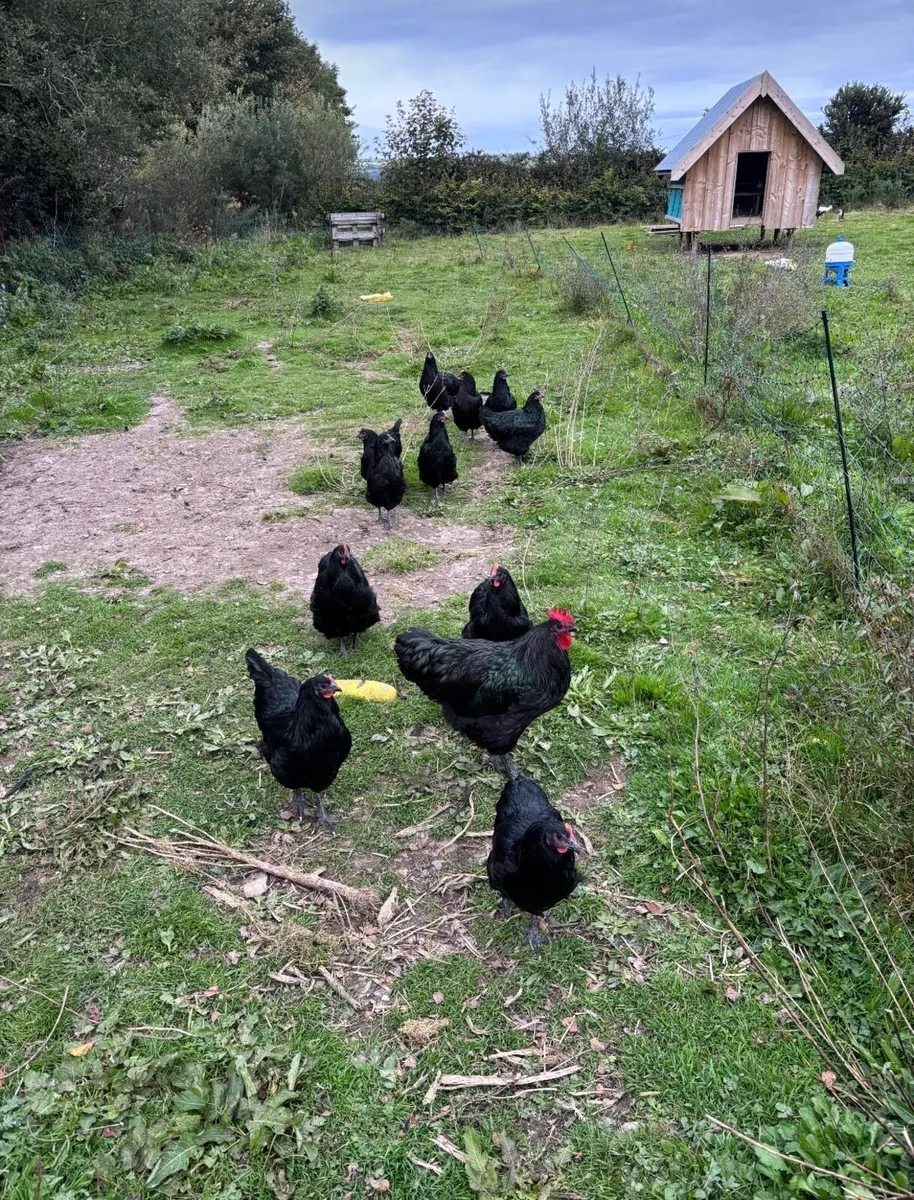 Unrelated breeding pairs of Australorp - Image 3
