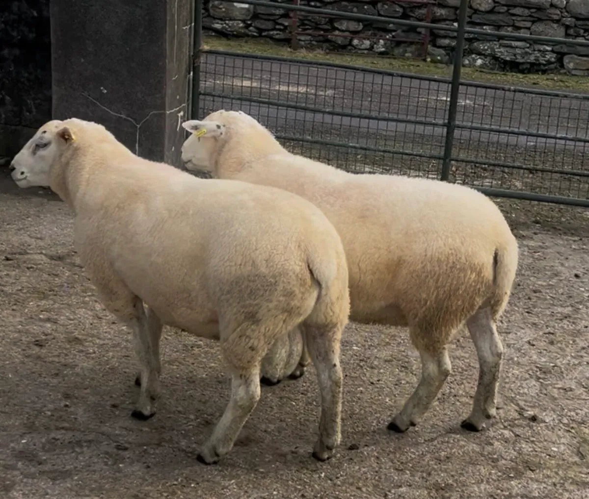 Quality Pedigree Belclare Rams - Image 1