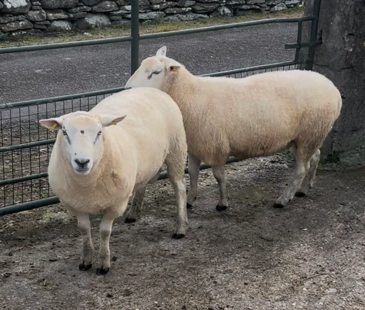 Quality Pedigree Belclare Rams - Image 2