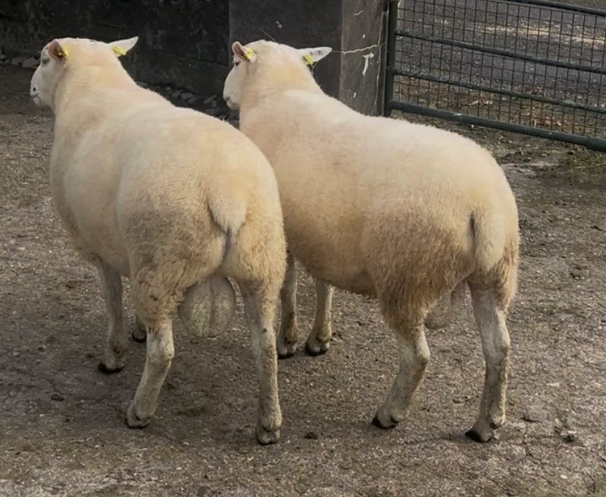 Quality Pedigree Belclare Rams - Image 3