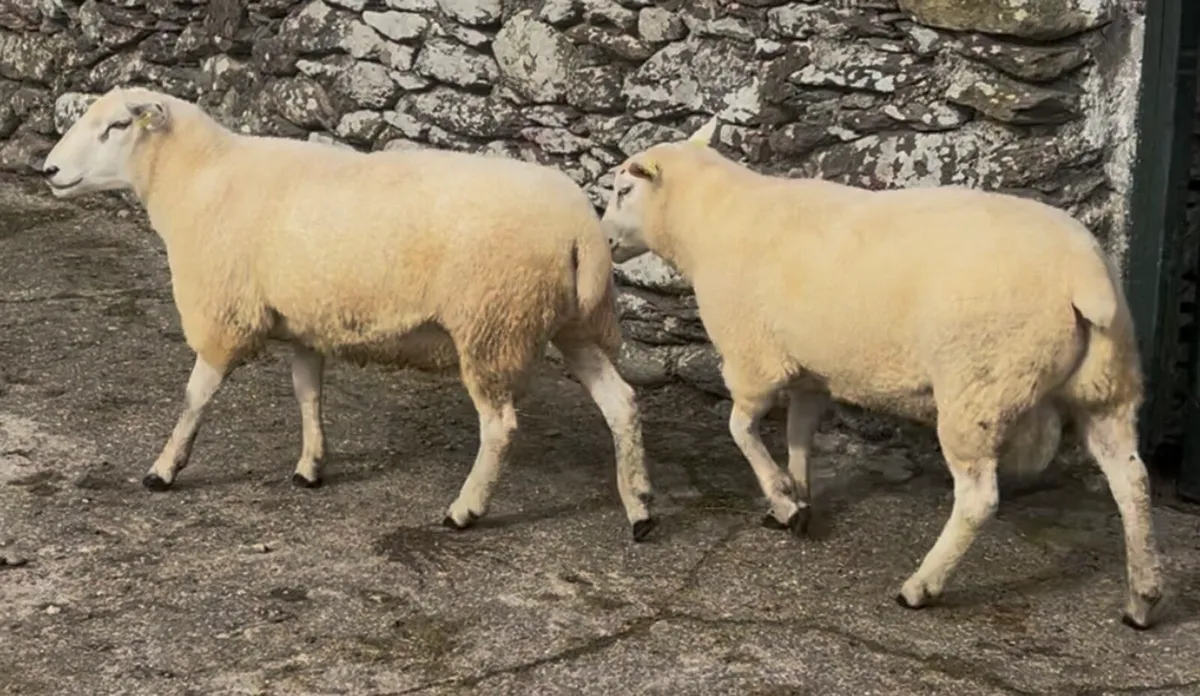 Quality Pedigree Belclare Rams - Image 4