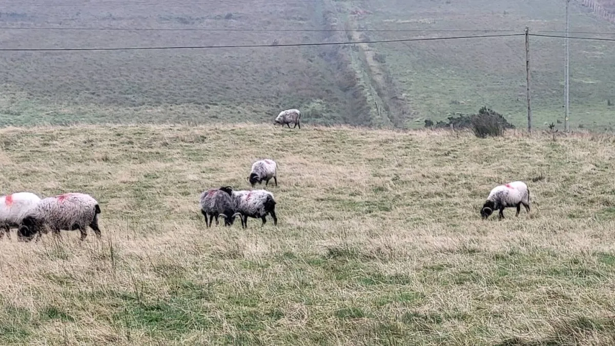 Culls ewes - Image 3