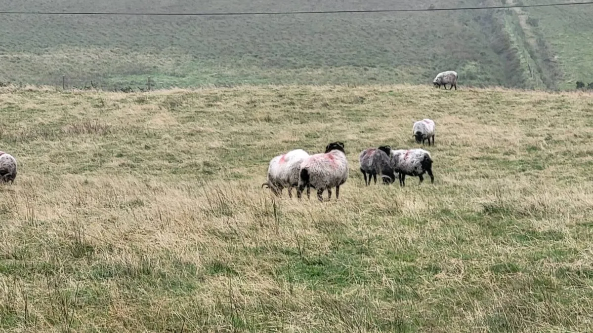 Culls ewes - Image 1