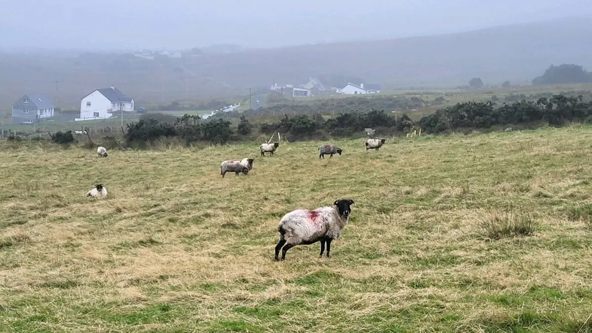 Culls ewes - Image 2