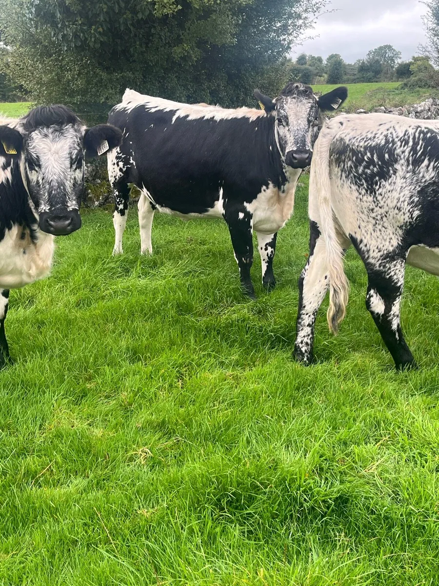 Breeding Heifers - Image 1