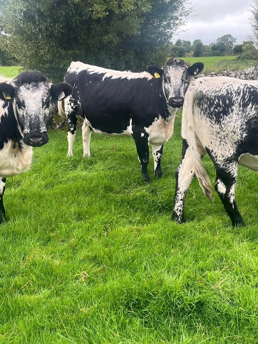 Breeding Heifers - Image 2