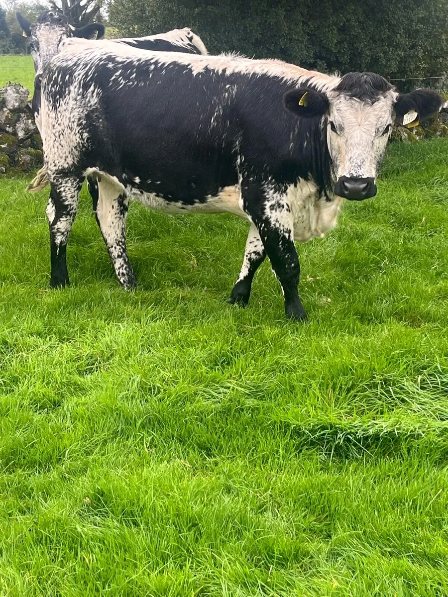 Breeding Heifers - Image 3