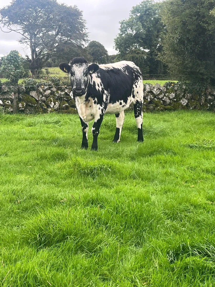 Breeding Heifers - Image 4