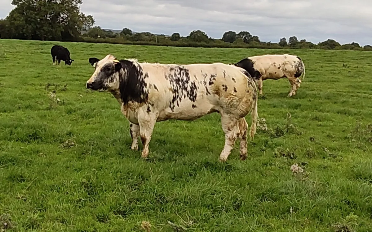 Show heifers - Image 4