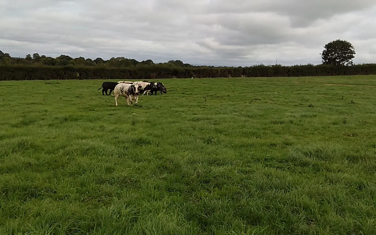Show heifers - Image 3