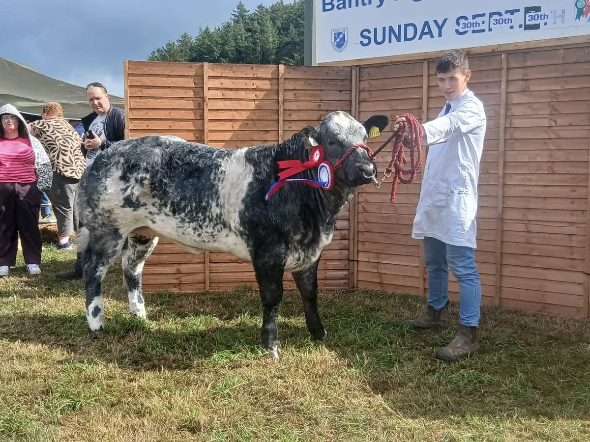 Show heifers - Image 2