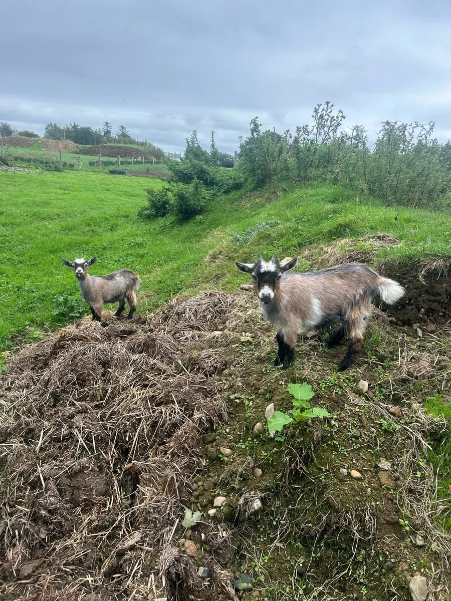 Pygmy goats - Image 2