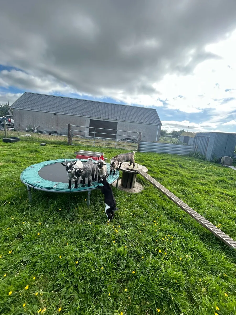 Pygmy goats - Image 1
