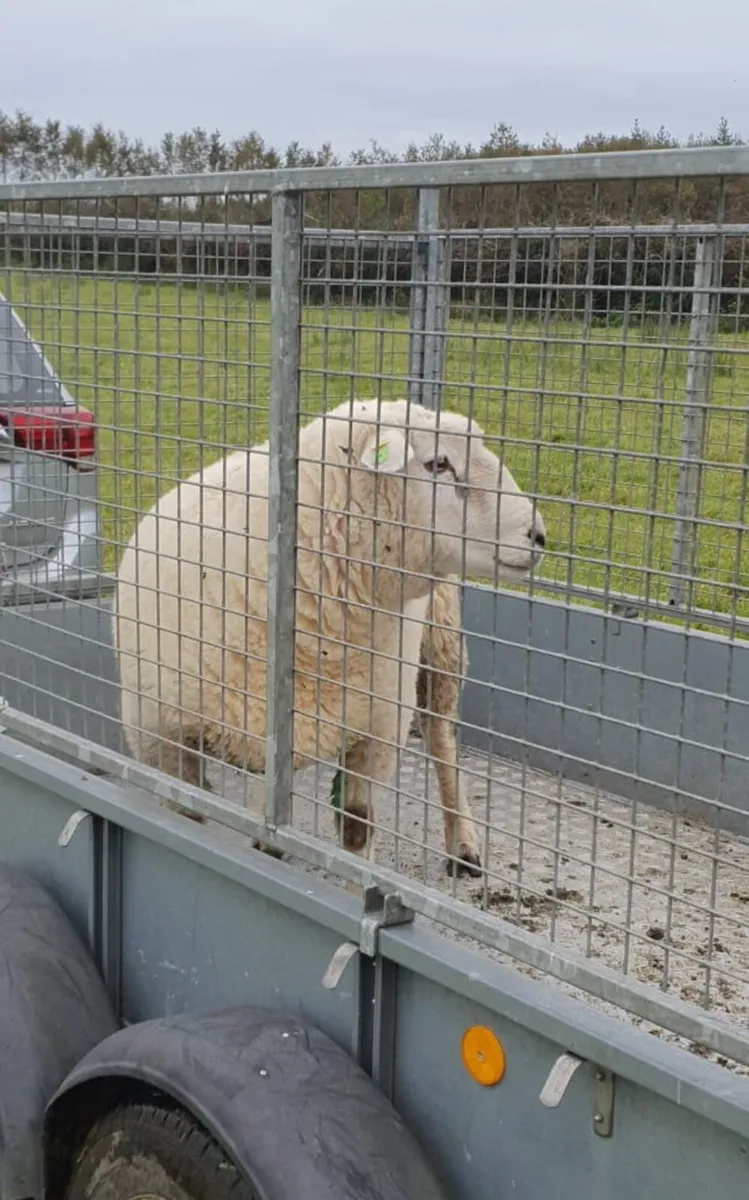 Pedigree Galway Ram