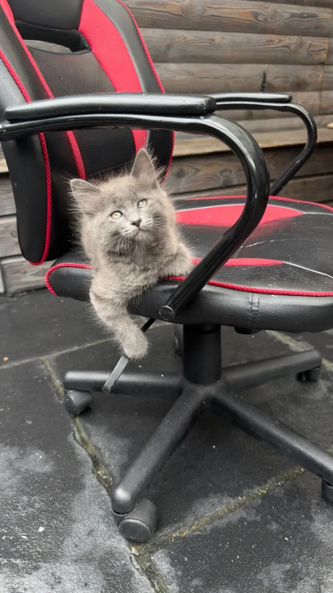 Kittens - Image 3