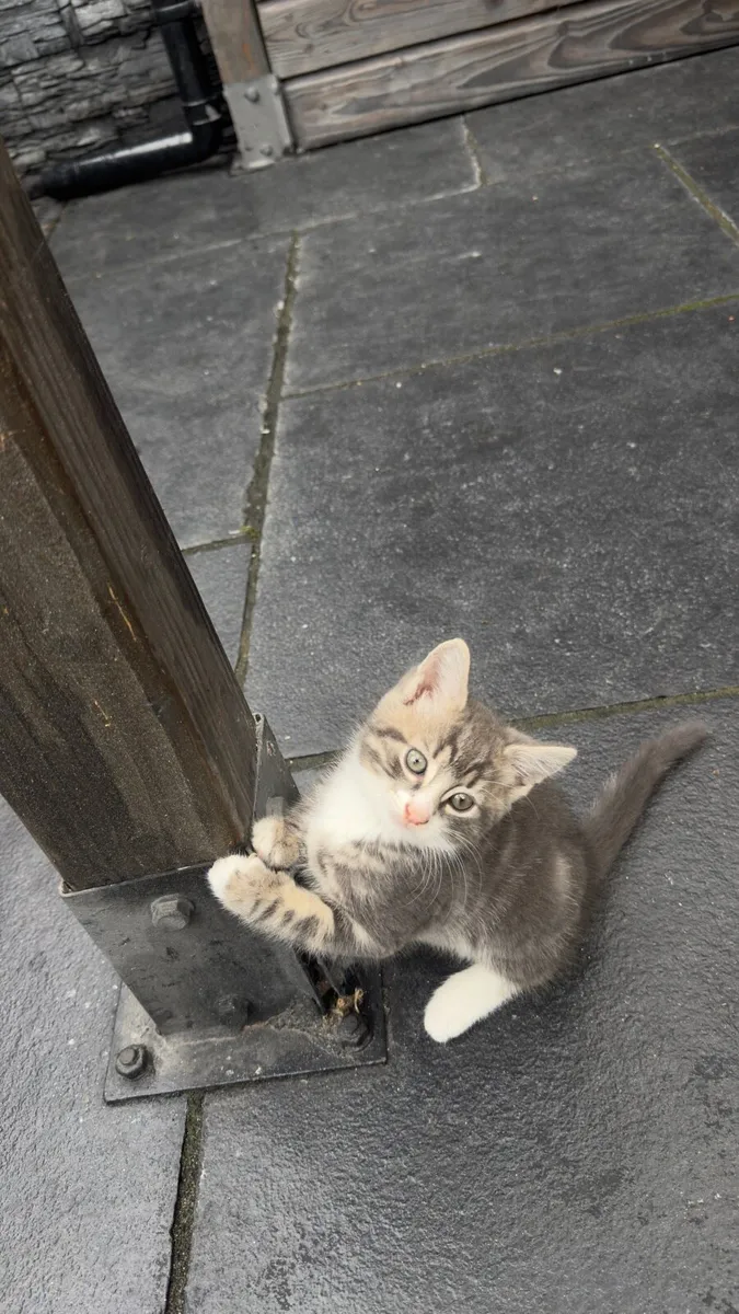 Kittens - Image 4