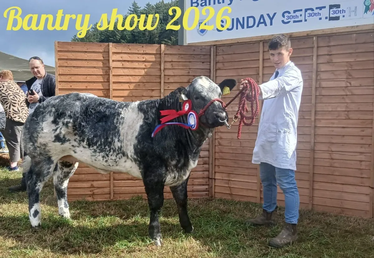 Show heifers - Image 1