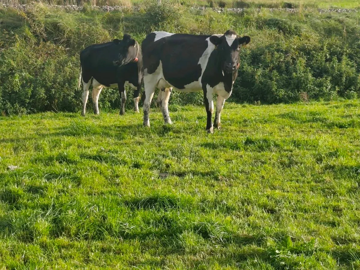 April & may calving cows - Image 2