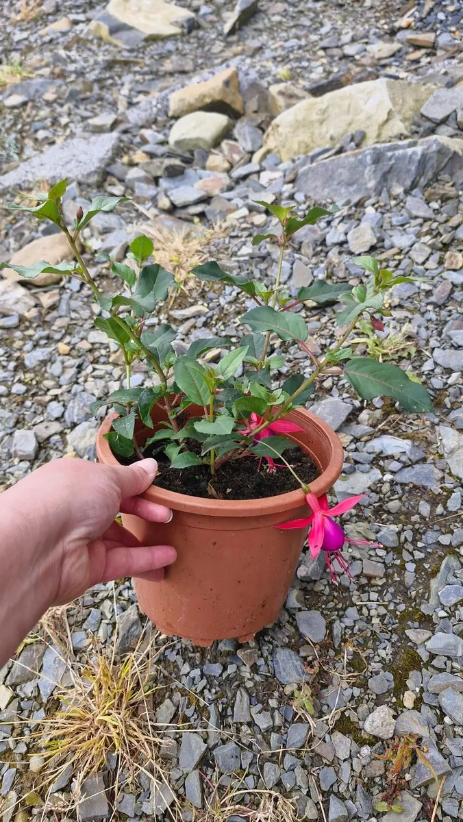 Flowers - Image 1