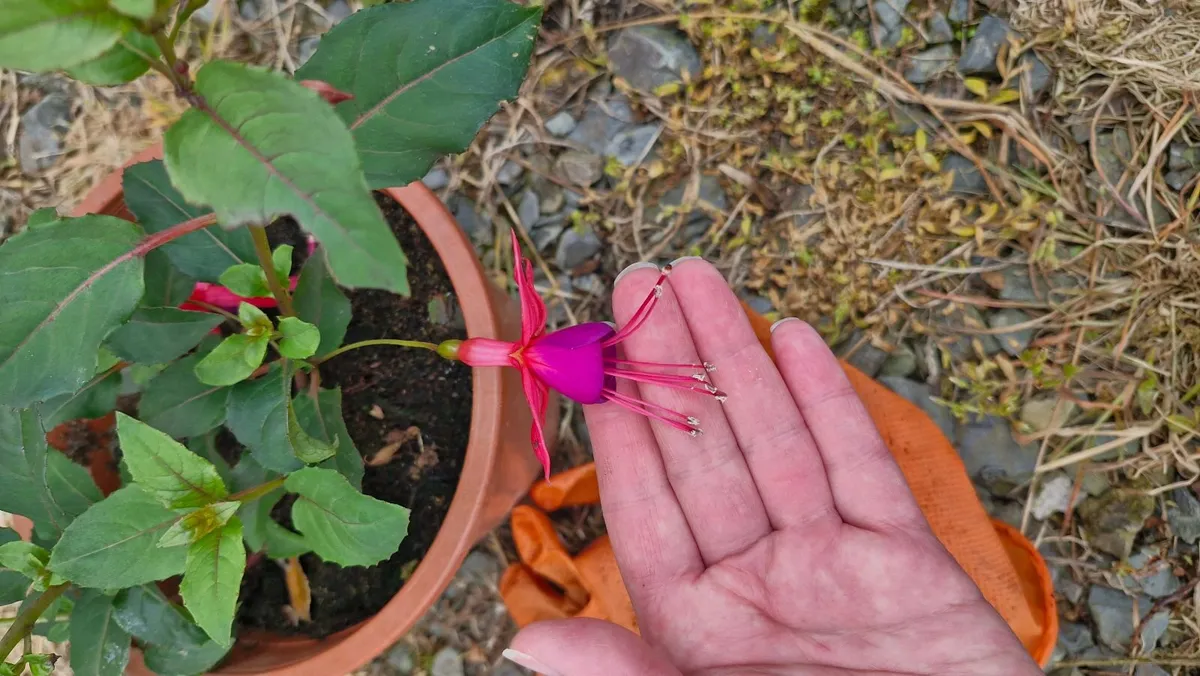 Flowers - Image 2