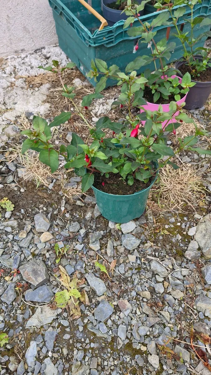 Flowers - Image 4