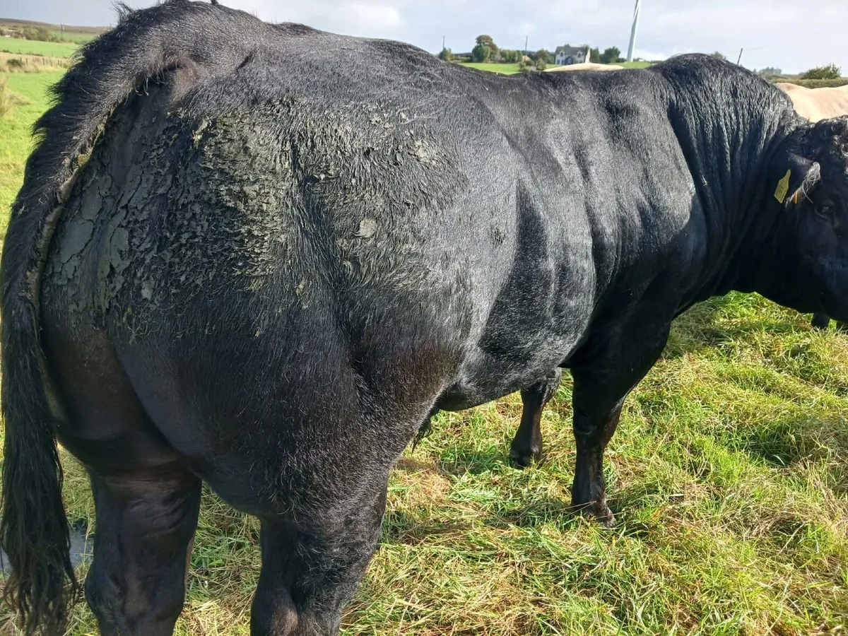 Bull - Image 2