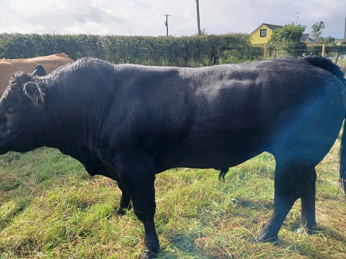 Bull - Image 3