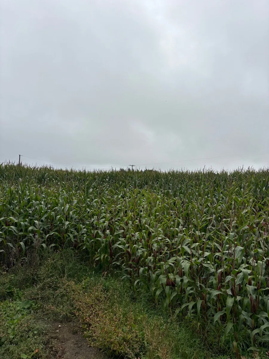 Maize - Image 1