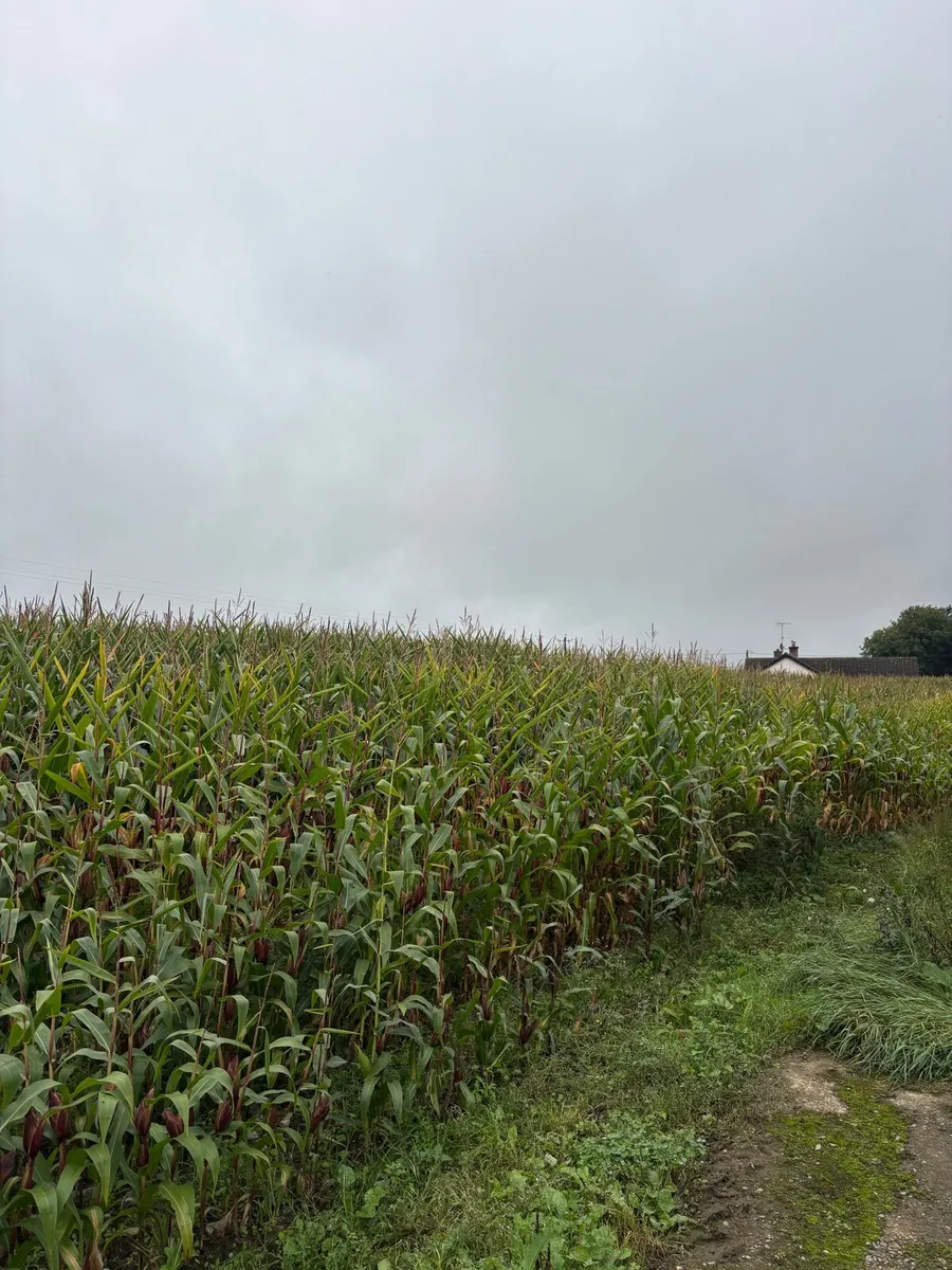 Maize - Image 2