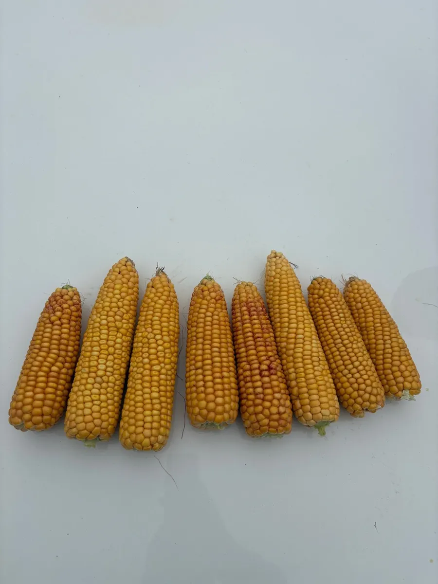 Maize - Image 3