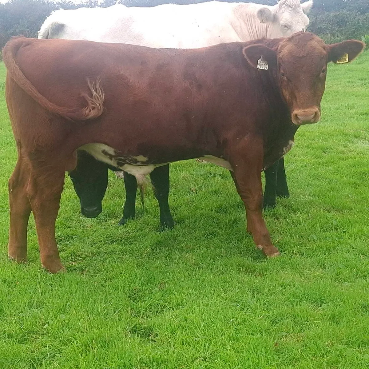 Organic Weanling Bull... in conversion - Image 1