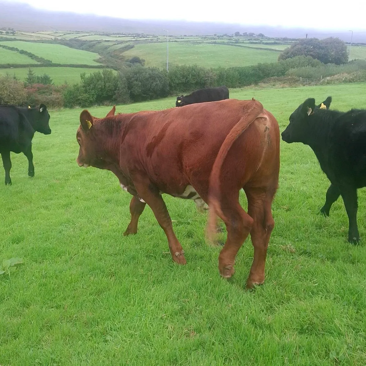 Organic Weanling Bull... in conversion - Image 2