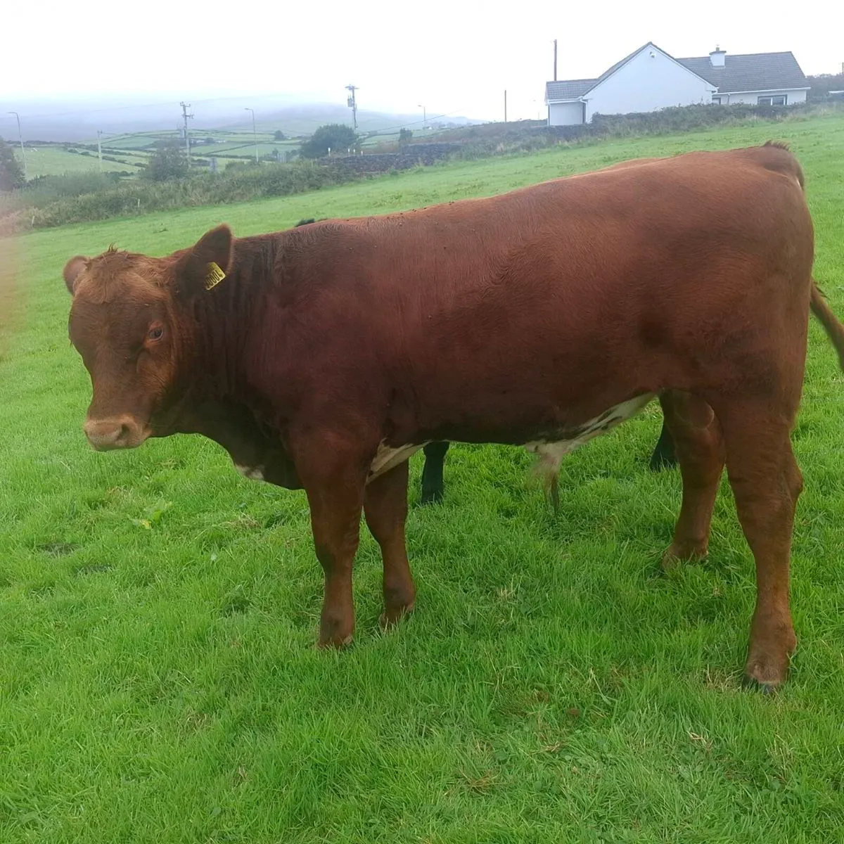 Organic Weanling Bull... in conversion - Image 3