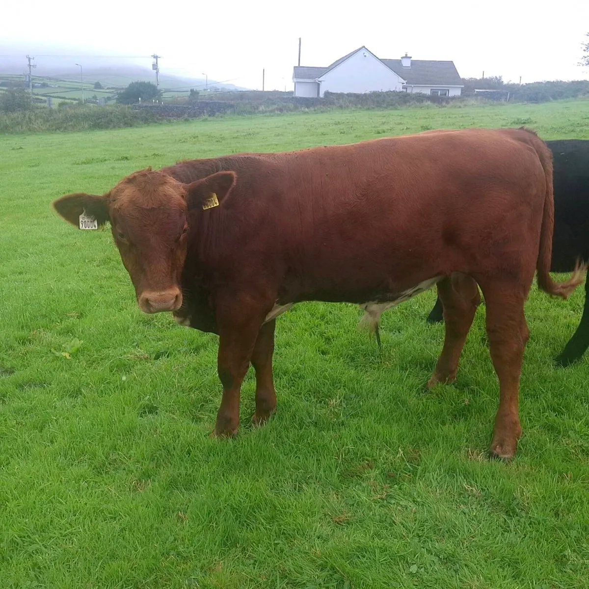 Organic Weanling Bull... in conversion - Image 4