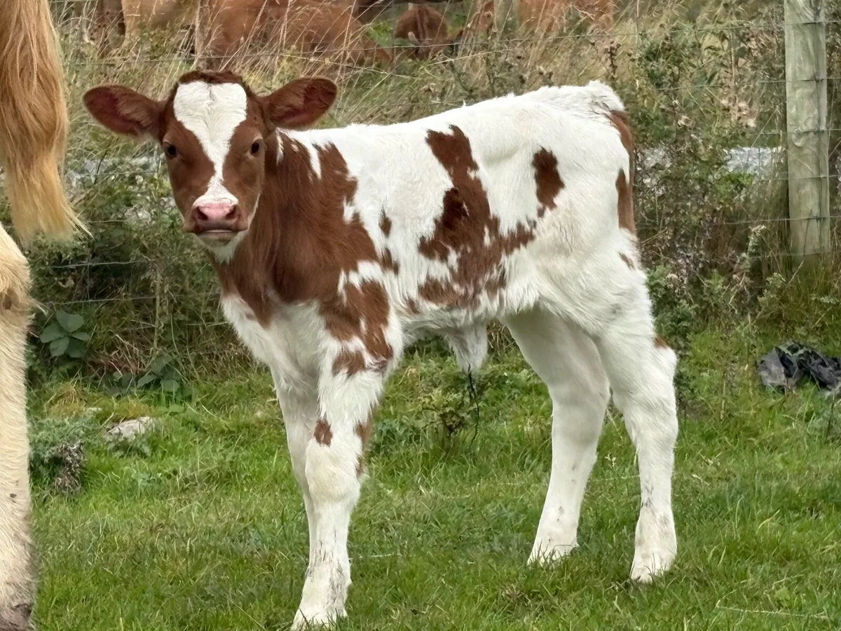 First calved heifer and heifer calf - Image 2