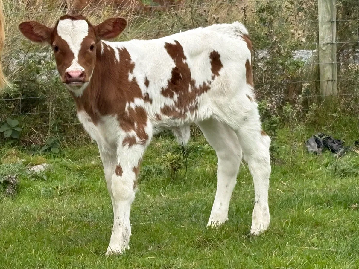 First calved heifer and heifer calf - Image 3