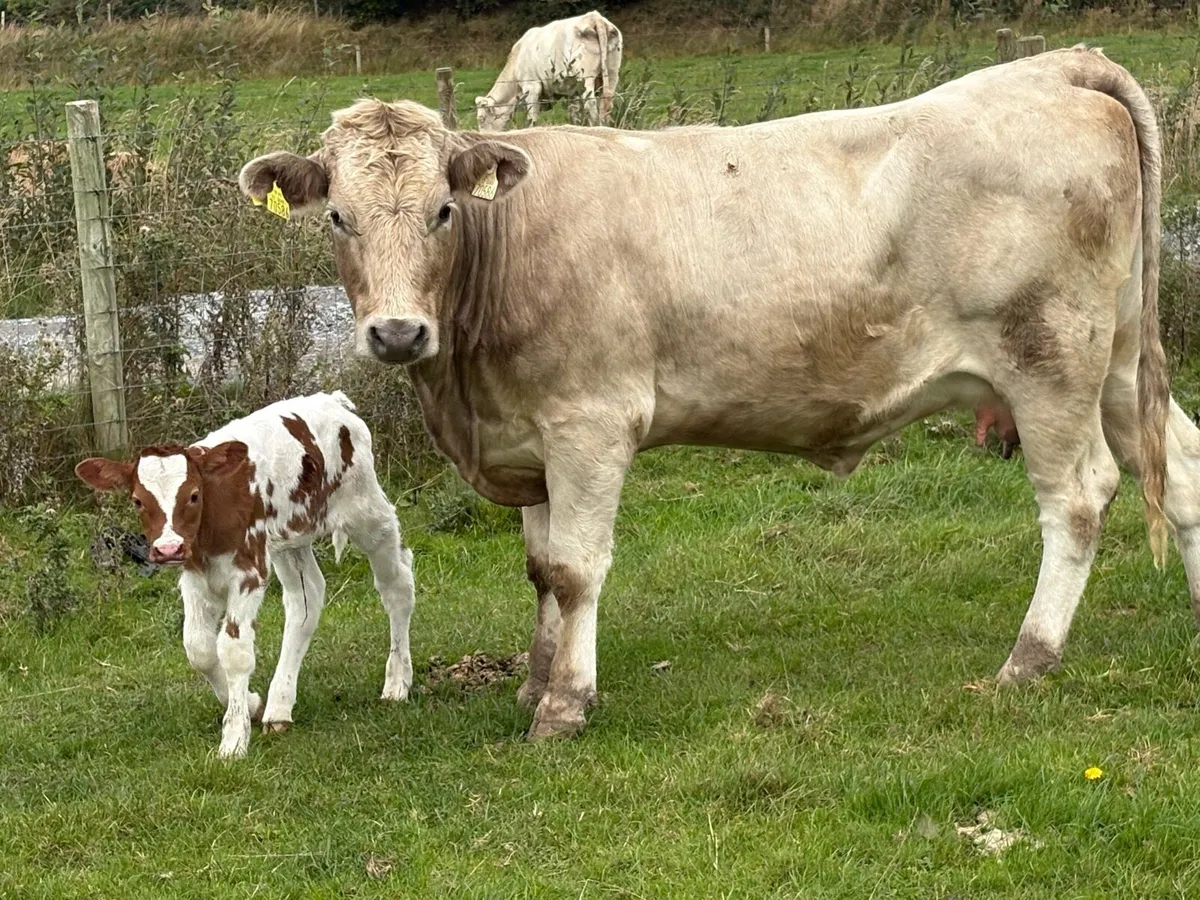 First calved heifer and heifer calf - Image 1