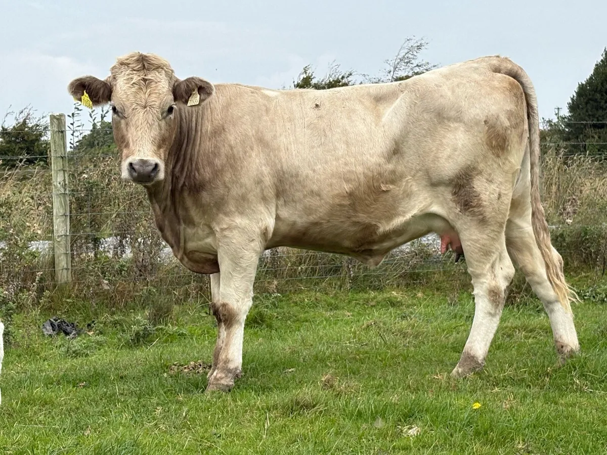 First calved heifer and heifer calf - Image 4