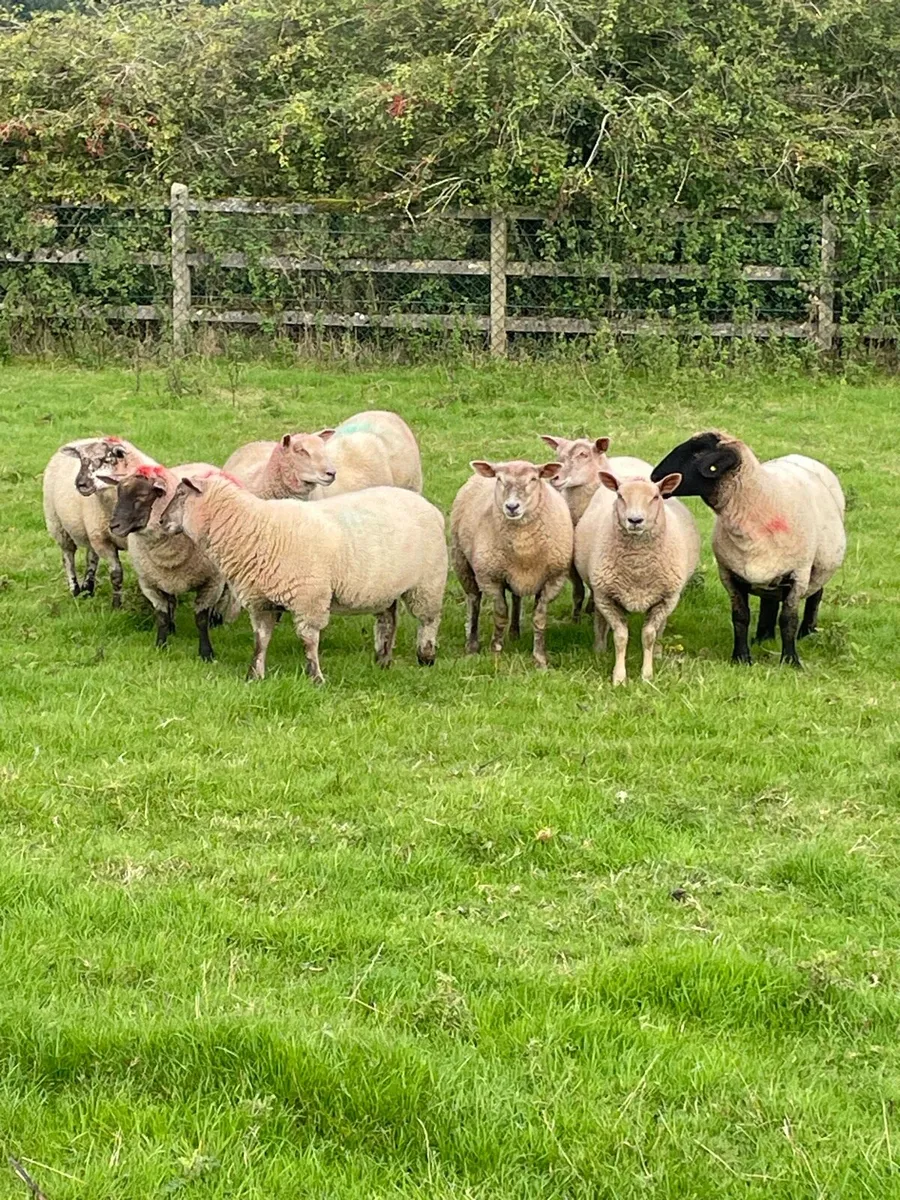 Ewe lambs - Image 1