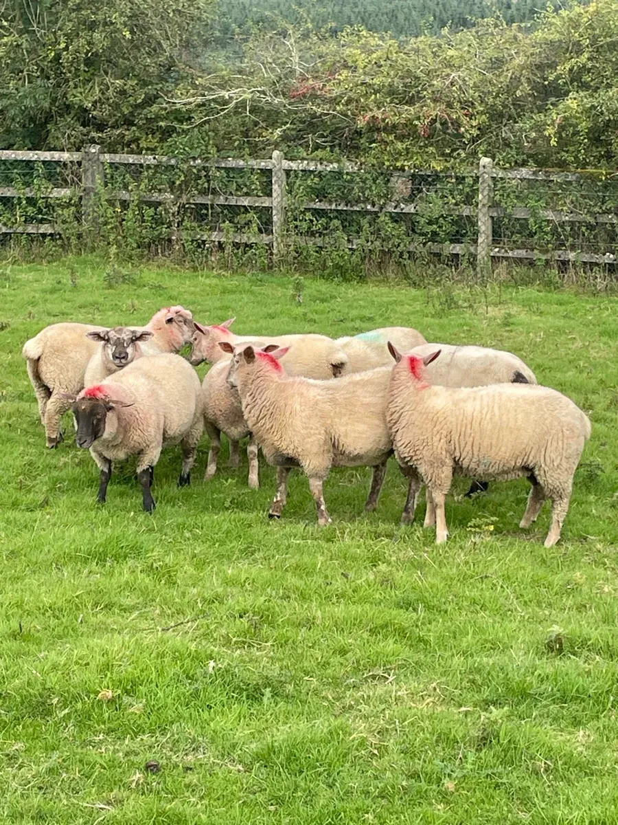 Ewe lambs - Image 2