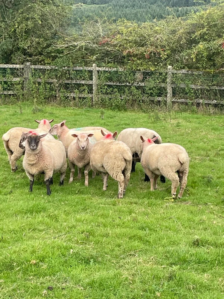 Ewe lambs - Image 3