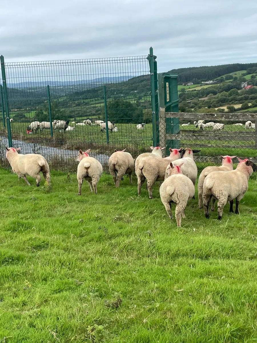 Ewe lambs - Image 4