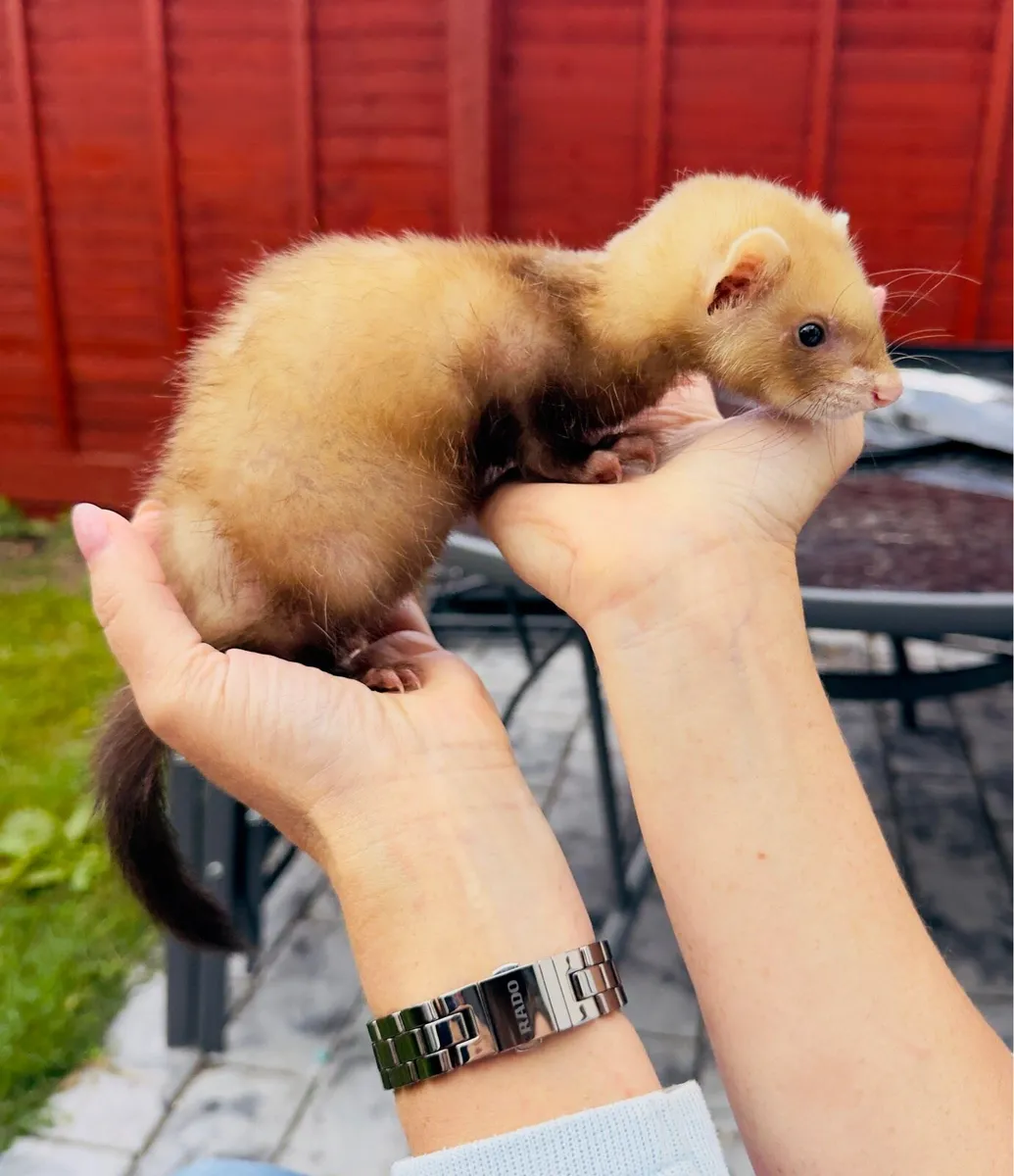 Ferret - Image 1