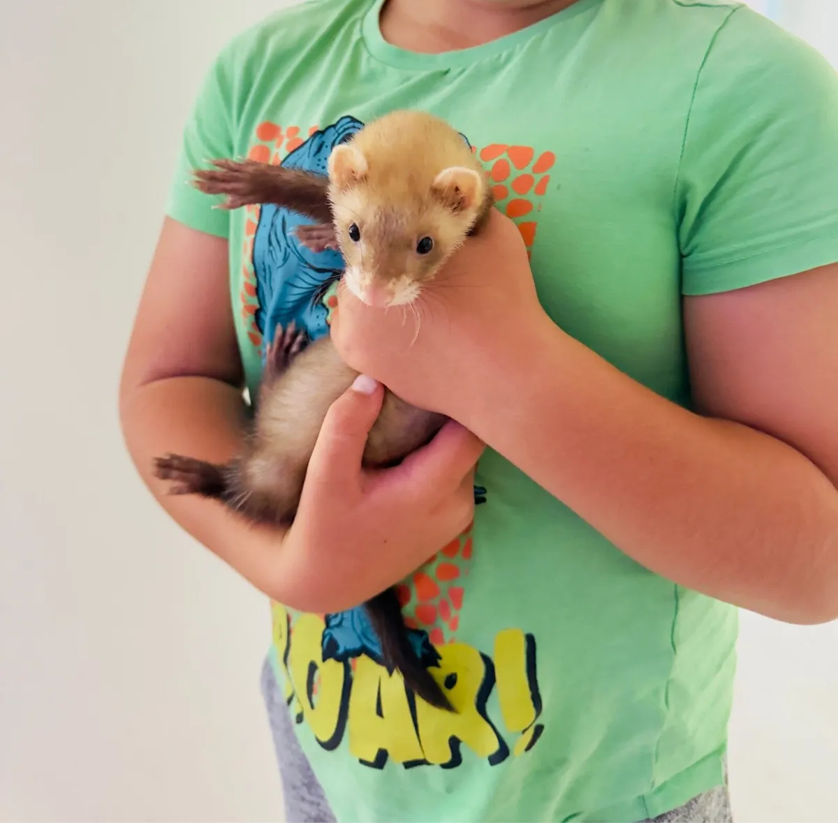 Ferret - Image 2