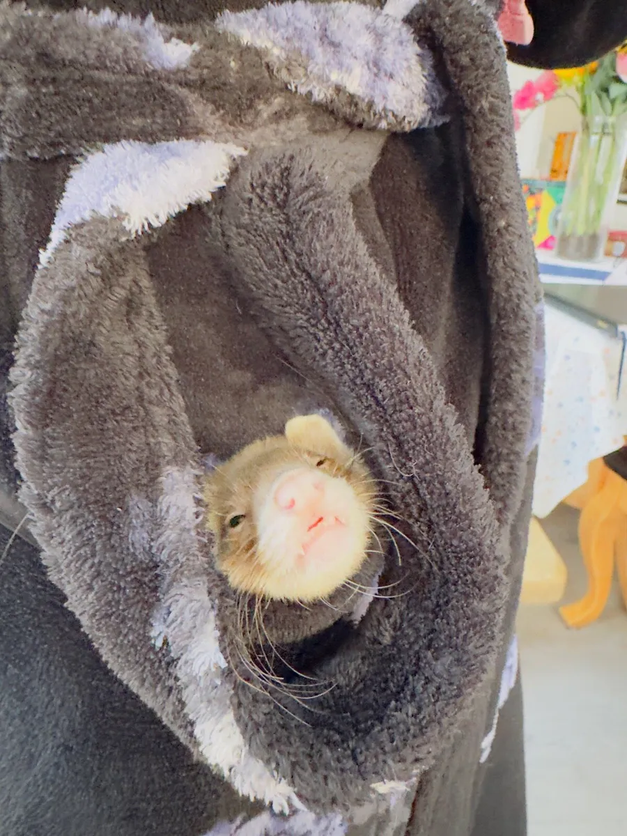 Ferret - Image 3
