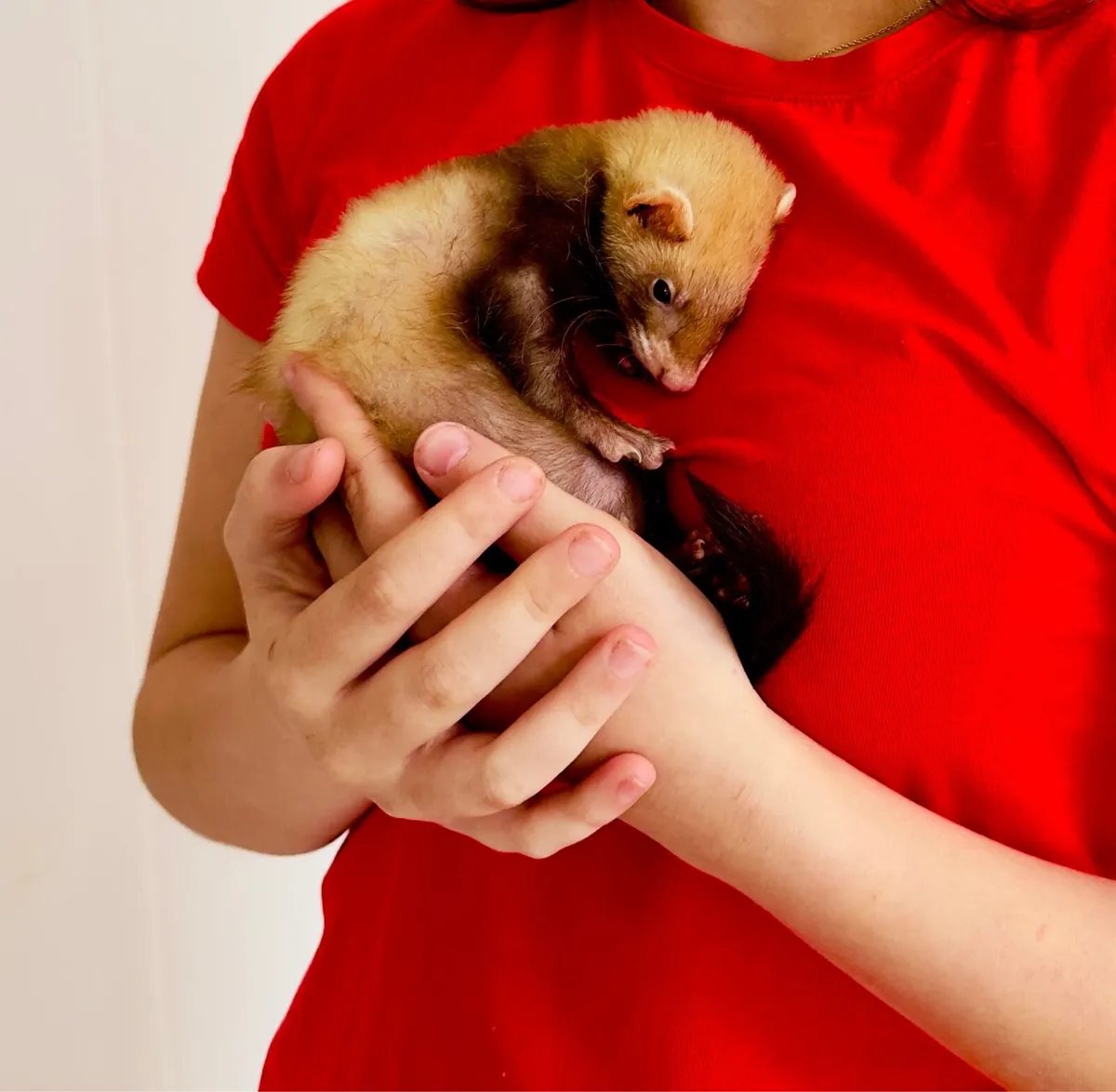 Ferret - Image 4