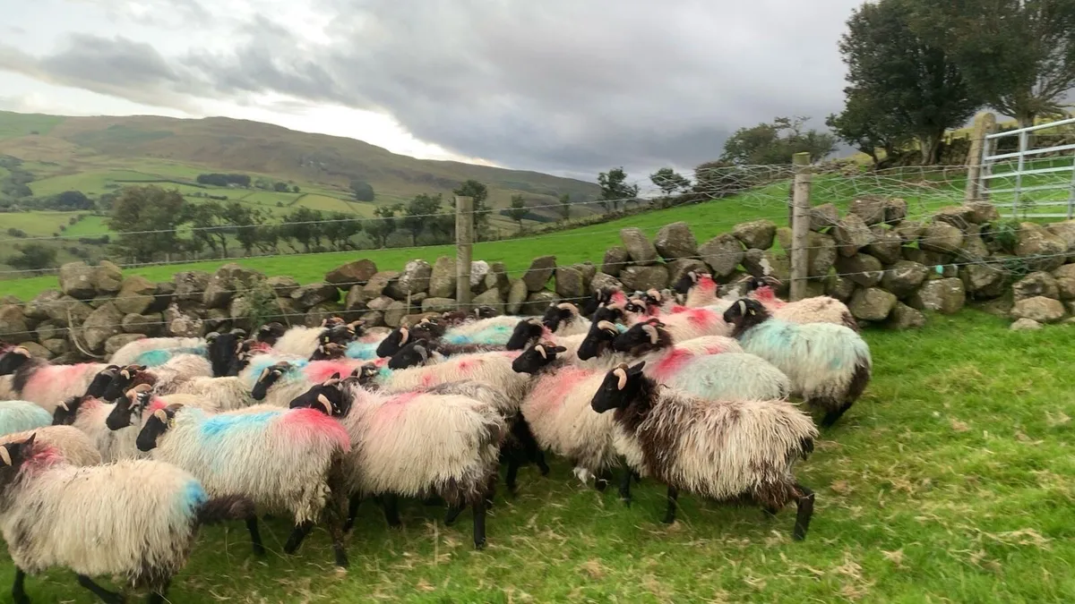 Mayo ewe lambs - Image 1