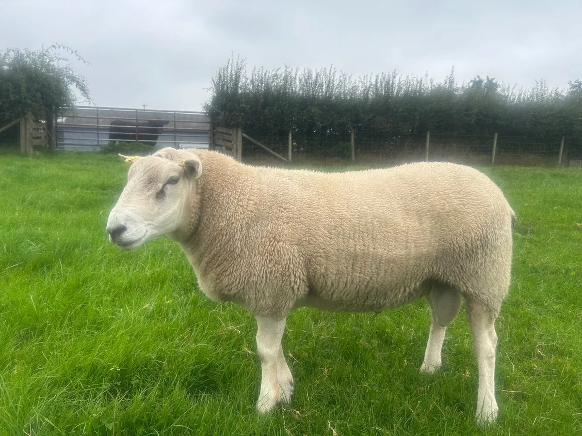 Belclare shearling rams - Image 3