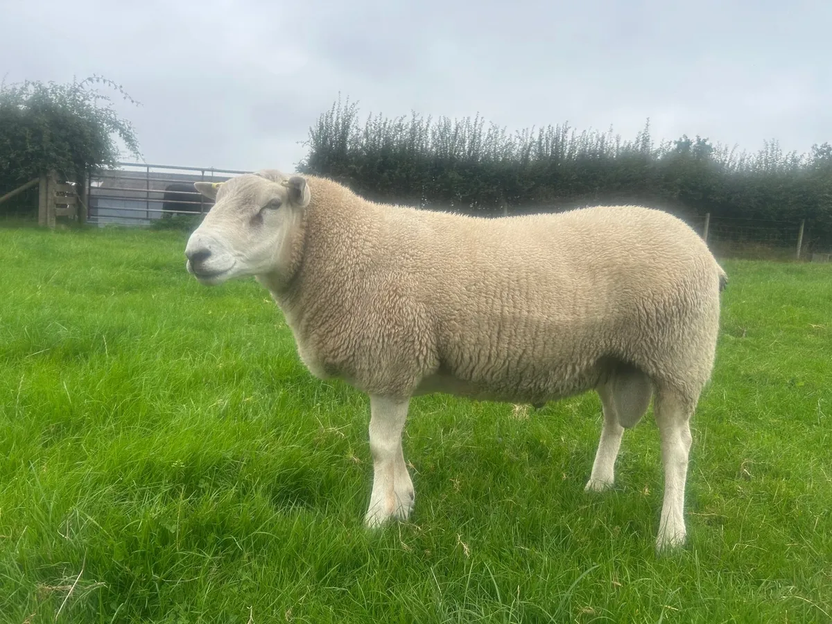 Belclare shearling rams - Image 4